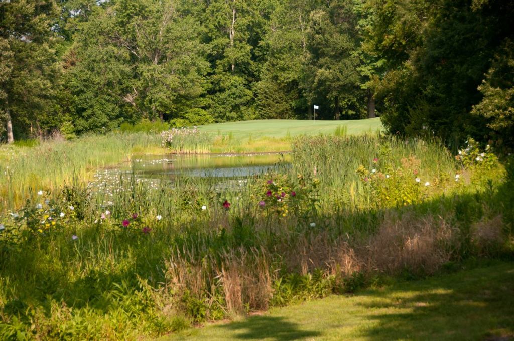 Golf course pond with flowers